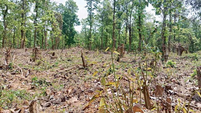 দিনে দিনে বিলীন হচ্ছে গাজীপুরের শালবন। ফাইল ছবি