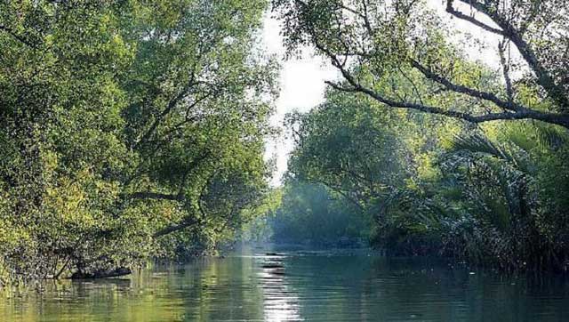 সুন্দরবন। ফাইল ছবি