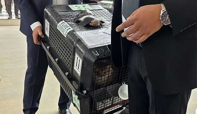 তারেক রহমানের সঙ্গে দেশে ফিরেছে পোষা বিড়াল জেবুছবি: বিএনপির ফেসবুক পেজ থেকে