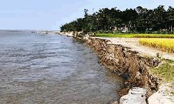 কুড়িগ্রামে ব্রহ্মপুত্রের ভাঙনে বিস্তীর্ণ এলাকার ফসলি জমি বিলীন