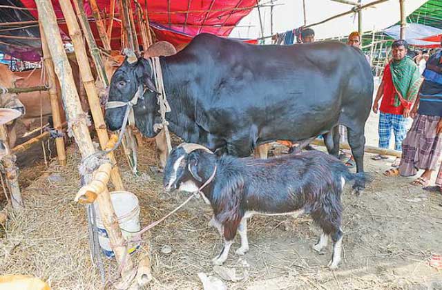রাজধানীর উত্তরার দিয়াবাড়ি পটুয়াখালীর ‘কালা মানিক’,সঙ্গে ফ্রি খাসি। ছবি: সংগৃহীত