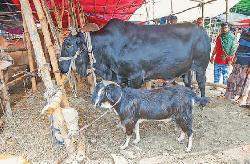  ২২ লাখে কালা মানিক, সঙ্গে খাসি ফ্রি