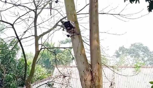 শূন্যরেখার এই গাছটির ওপরেই লাগানো হয়েছিল ক্যামেরাটি। ছবি: সংগৃহীত
