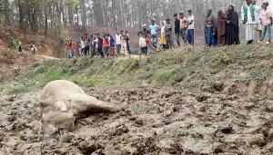 শেরপুরে বৈদ্যুতিক ফাঁদে বন্য হাতির মৃত্যু, কৃষক কারাগারে