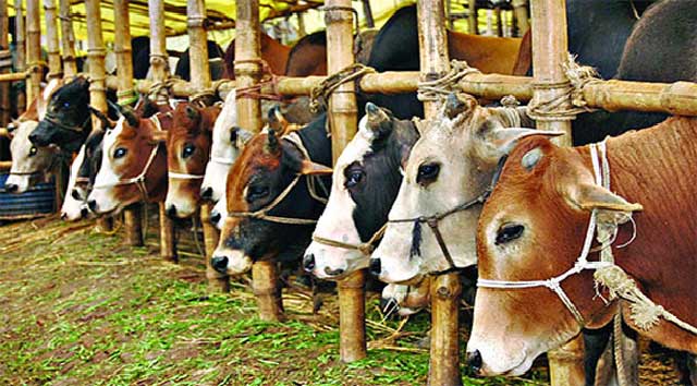 মৎস্য ও প্রাণিসম্পদ মন্ত্রণালয়ের তথ্য অনুযায়ী, এবারের পবিত্র ঈদুল আজহায় দেশে ৯১ লাখ ৩৬ হাজার ৭৩৪টি পশু কোরবানি হয়েছে। ফাইল ছবি